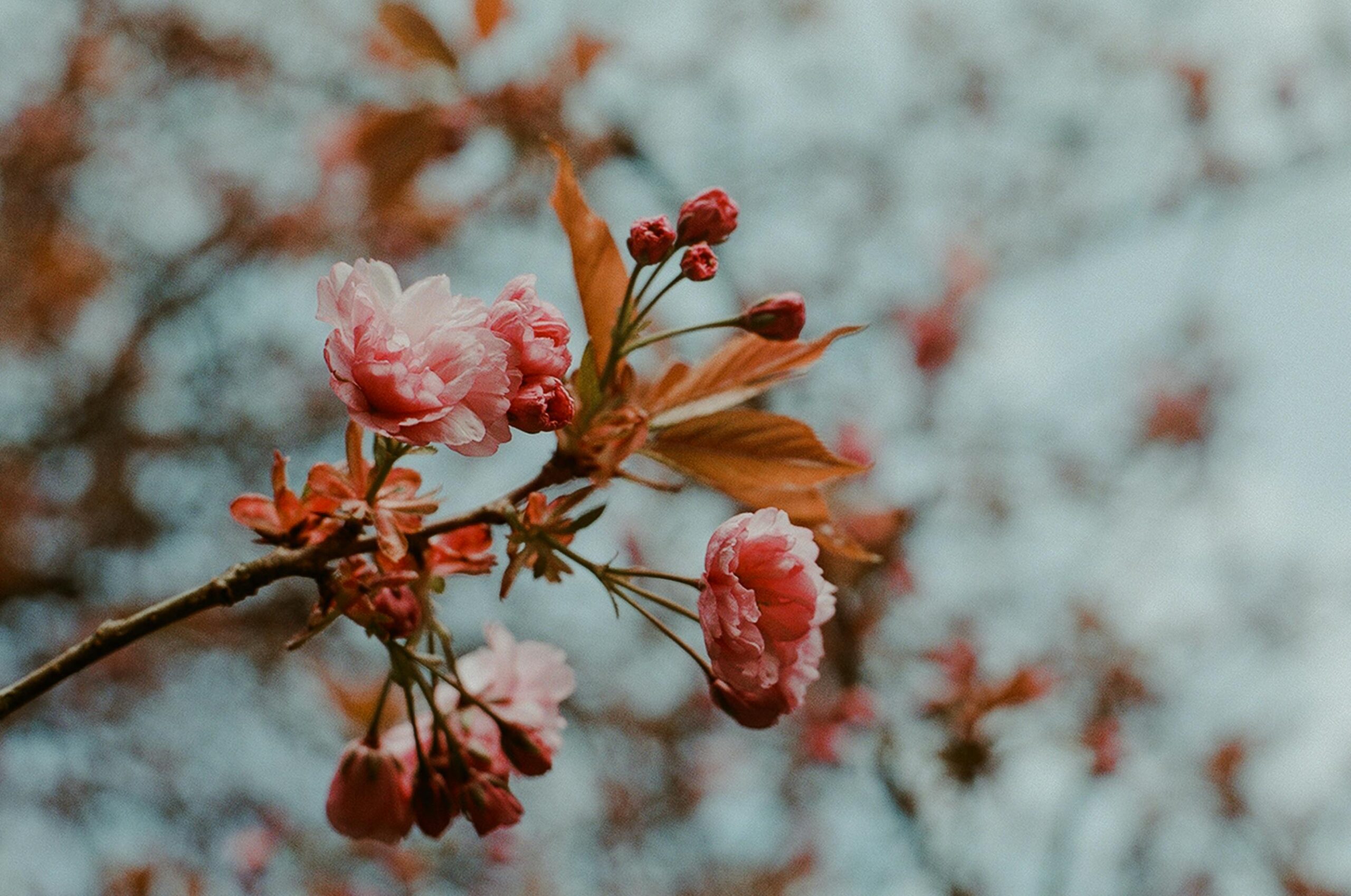 Beautiful cherry blossoms in full bloom captured on a spring day.